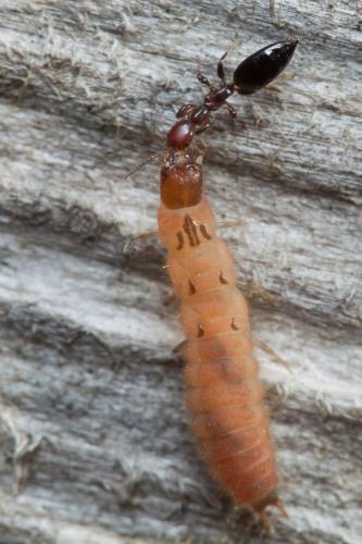 Réf. 225 645 : Parascleroderma sp.
